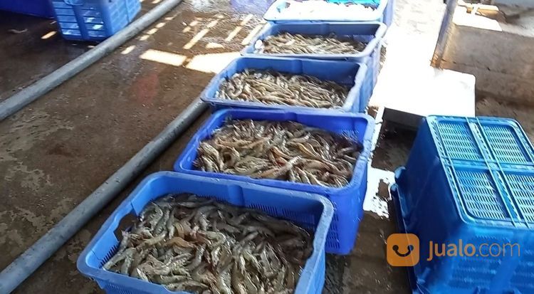 Tambak Udang Aktif & Produktif Di Sambelia Lombok Timur NTB