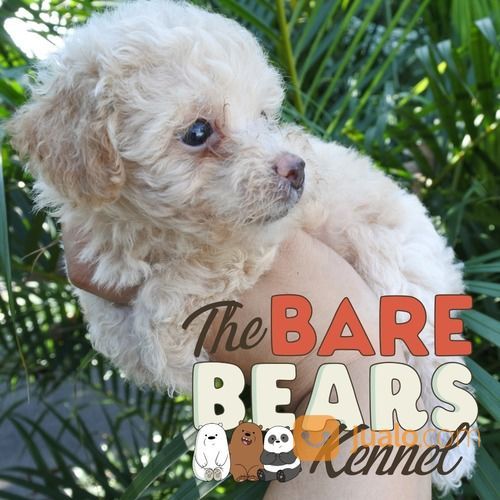 Anak Anjing Betina Apricot Tiny Toy Poodle Lucu Kecil Imut