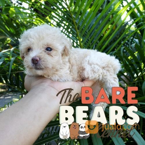 Anak Anjing Betina Apricot Tiny Toy Poodle Lucu Kecil Imut