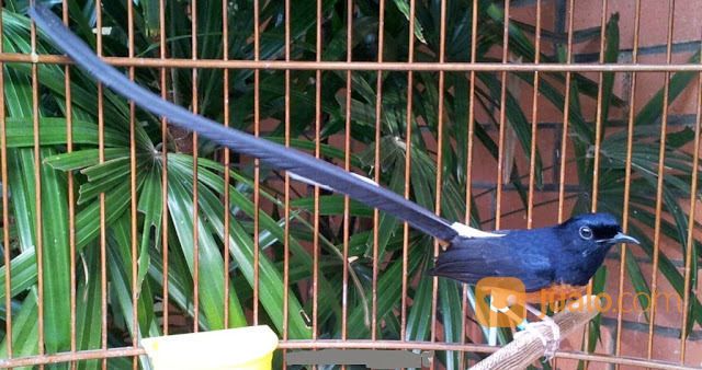 Murai Batu Medan Super Ekor Panjang 27 - 30cm Asli