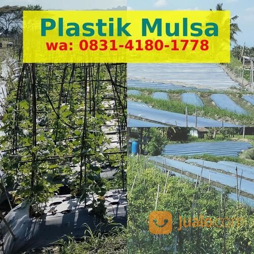Cara Melubangi Mulsa Bawang Merah