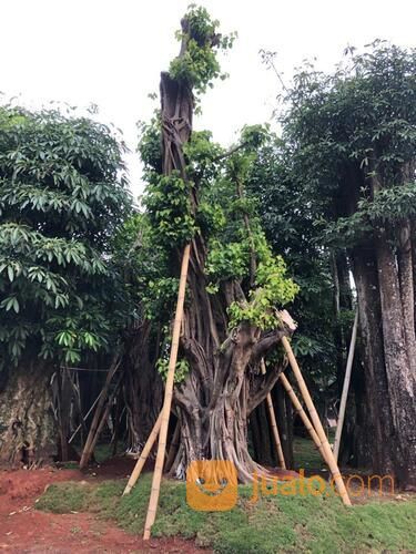 POHON BODHI BIG SIZE 3 - 4 M LINGKAR BATANG