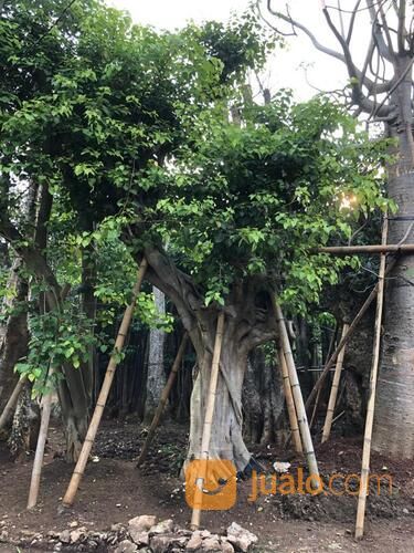 POHON BODHI BIG SIZE 3 - 4 M LINGKAR BATANG