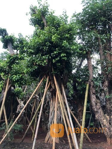 POHON BODHI BIG SIZE 3 - 4 M LINGKAR BATANG