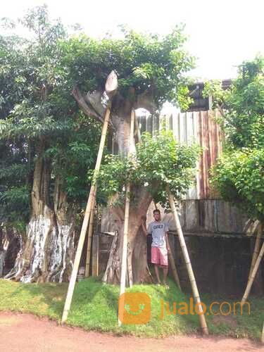 POHON BODHI BIG SIZE 3 - 4 M LINGKAR BATANG