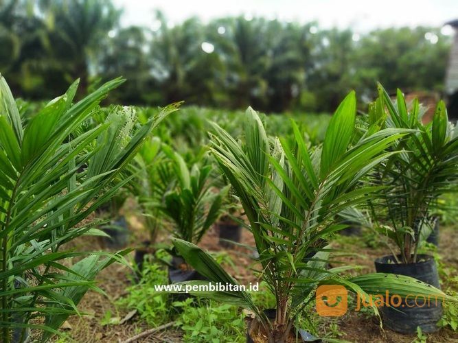 BIBIT SAWIT SRIWIJAYA