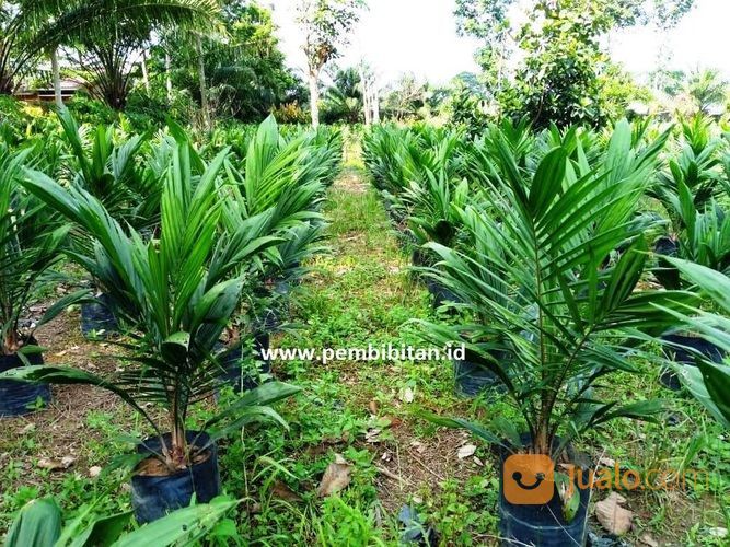 BIBIT SAWIT SRIWIJAYA