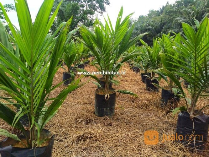 BIBIT SAWIT SRIWIJAYA