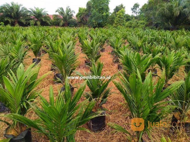 BIBIT SAWIT SRIWIJAYA