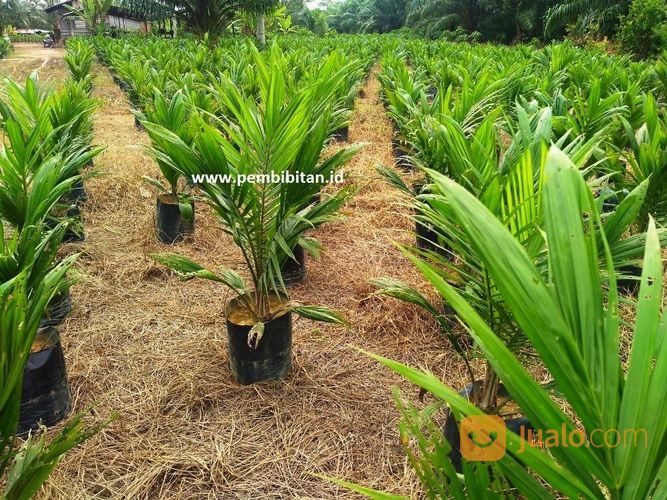 BIBIT SAWIT SRIWIJAYA