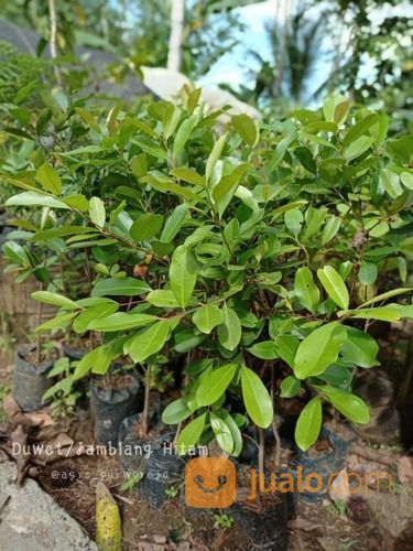 Bibit Tanaman Duwet / jamblang Hitam - Langka - Berbuah Lebat - Harga Nego