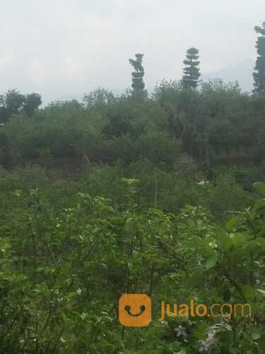 Kebun Apel Di Batu Cocok Untuk Tempat Wisata