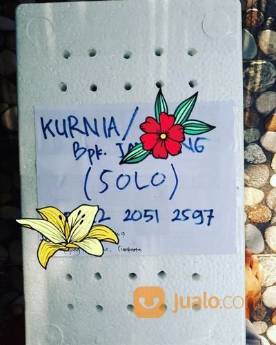 Ikan Gabus Kutuk Kirim Ke Solo Klaten