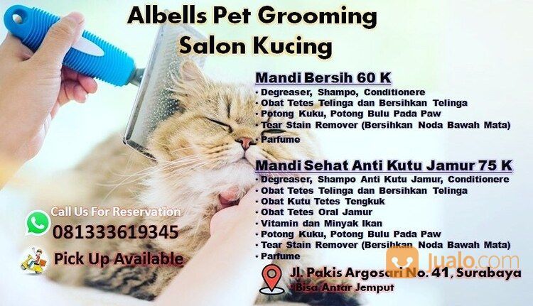 Jasa Grooming Kucing Surabaya By Albells Petshop