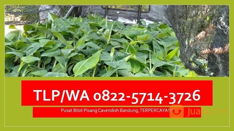 TLP/WA 0822-5714-3726 , Agen Bibit Jengkol Cianjur