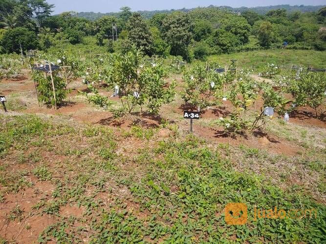 Taman Tahfidz Firdaus Investasi Masa Depan Kita