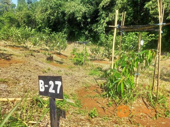 Taman Tahfidz Firdaus Investasi Masa Depan Kita