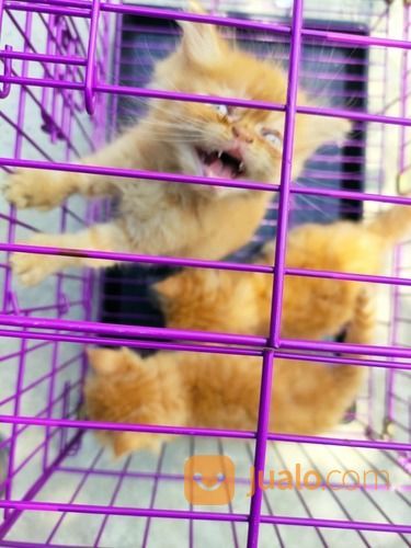 Kucing Persia Anakan