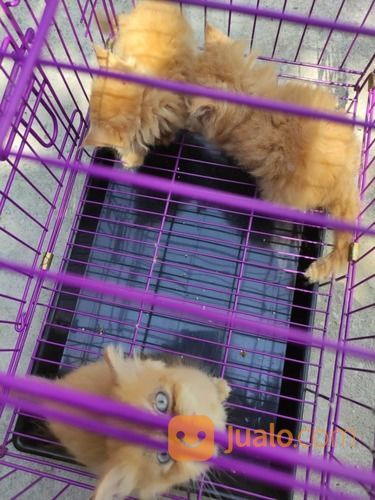 Kucing Persia Anakan