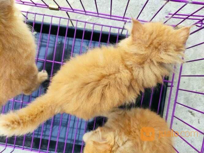 Kucing Persia Anakan