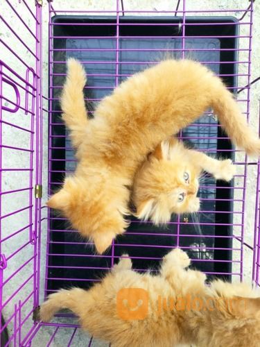 Kucing Persia Anakan