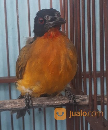 Burung Kutilang Emas Gacor