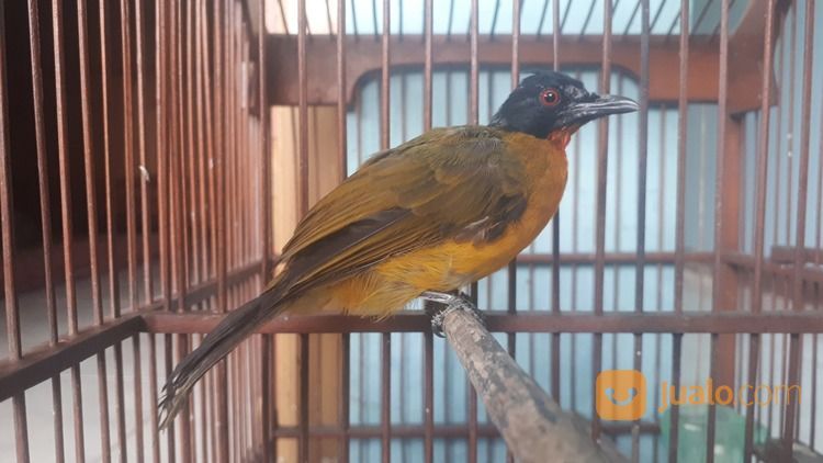 Burung Kutilang Emas Gacor