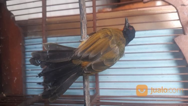 Burung Kutilang Emas Gacor