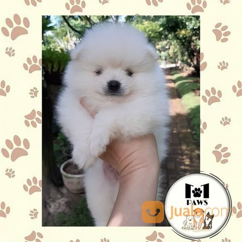 Mini Pomeranian Male Premiun! STBM & Vaksin Lengkap