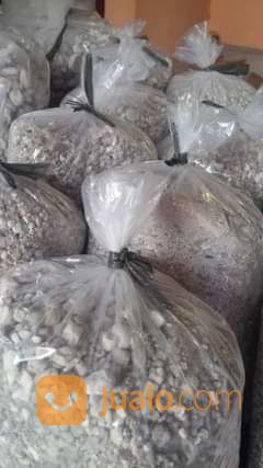 Bigar Bambu Kapur Buluh