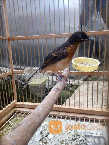 Anakan Murai Batu Medan Super