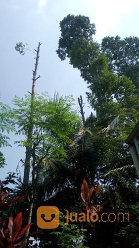 MELAYANI JASA TEBANG POHON, PANGKAS POHON, BELAH POHON DI JADIKAN BALOK, PAPAN, KASO DLL