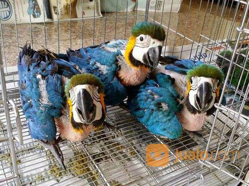 Harga Grey Scarlet Macaw/ Blue And Gold