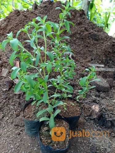 Bibit Tanaman Daun Stevia - Pemanis Alami Pengganti Gula