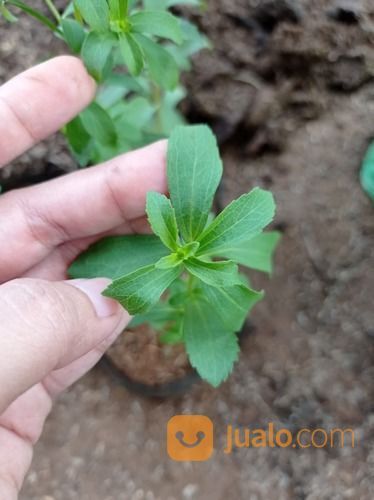 Bibit Tanaman Daun Stevia - Pemanis Alami Pengganti Gula