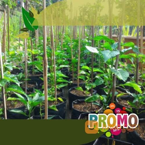 Polybag Kantong Plastik Tanaman Harga Terjangkau