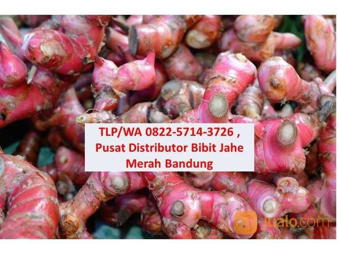 TLP/WA 0822-5714-3726 , Produsen Bibit Jahe Merah Batur