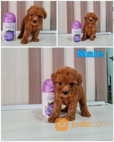 TEACUP RED TOY POODLE