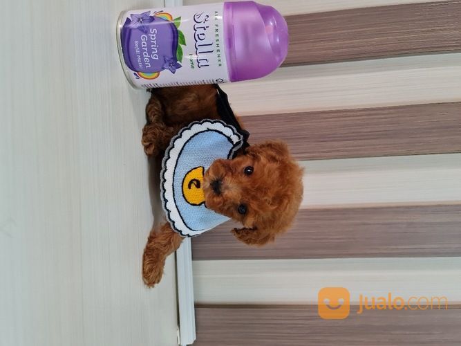 TEACUP RED TOY POODLE