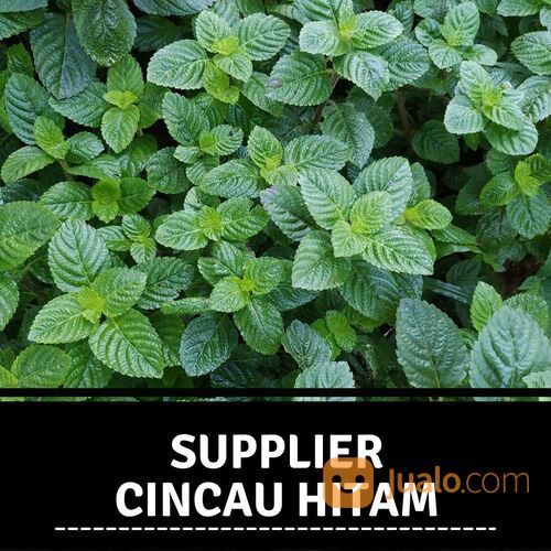 Supplier Cincau Hitam Di Kisaran Kualitas Ekspor Harga Lokal