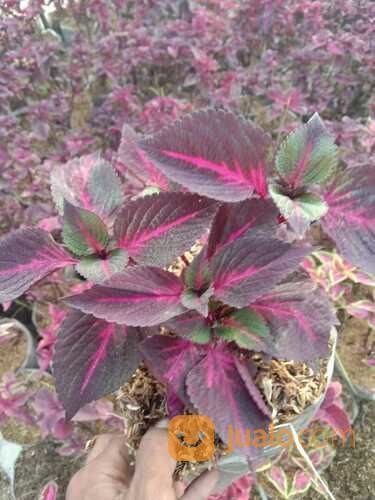 Pohon Miyana Termurah Di Jakarta!!!!