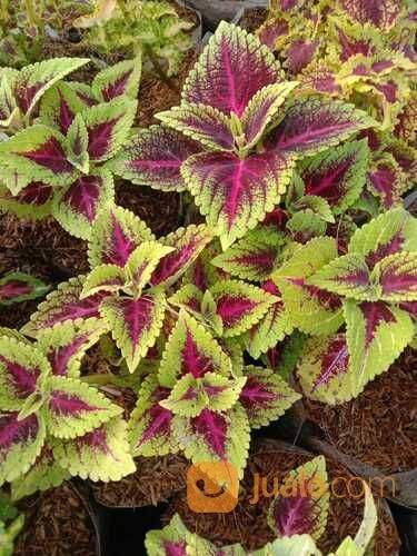 Pohon Miyana Termurah Di Jakarta!!!!