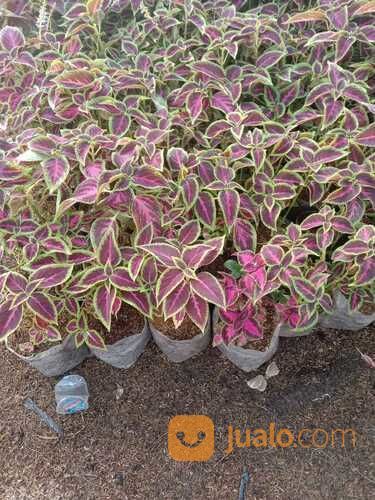 Pohon Miyana Termurah Di Jakarta!!!!