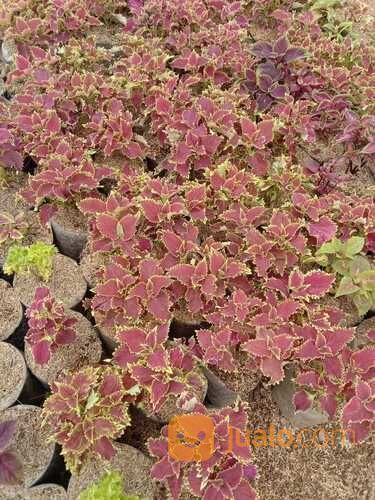 Pohon Miyana Termurah Di Jakarta!!!!