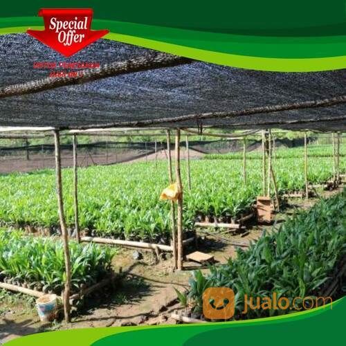 Jaring Paranet Greenhoouse Kualitas Juwara