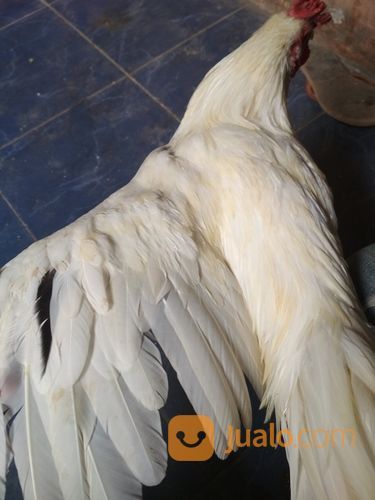 Ayam Putih Selap Hitam Jantan Dewasa Sanggar Delima Super Langka