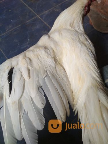 Ayam Putih Selap Hitam Jantan Dewasa Sanggar Delima Super Langka