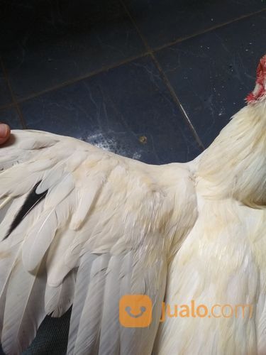 Ayam Putih Selap Hitam Jantan Dewasa Sanggar Delima Super Langka