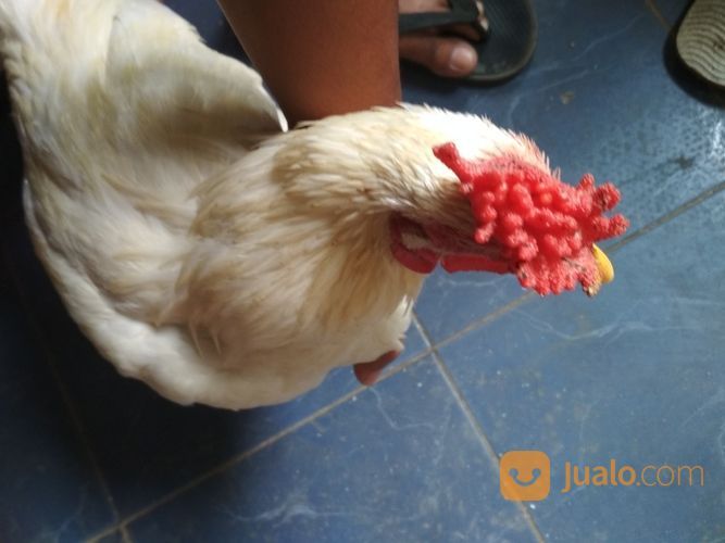 Ayam Putih Selap Hitam Jantan Dewasa Sanggar Delima Super Langka