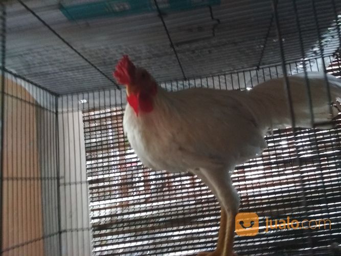 Ayam Putih Selap Hitam Jantan Dewasa Sanggar Delima Super Langka